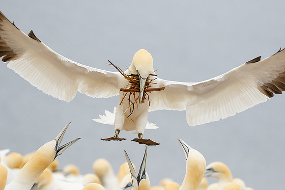 Northern Gannet, with nest material