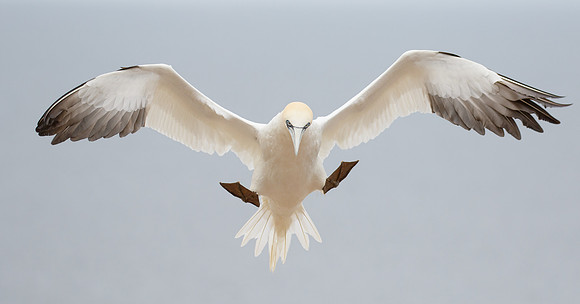 Northern Gannet