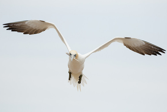 Northern Gannet