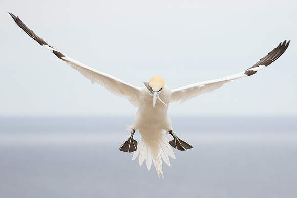 Northern Gannet