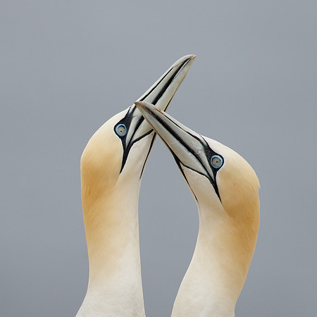 Northern Gannets, courtship