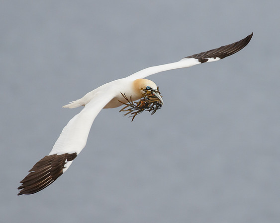 Northern Gannet, with nest material