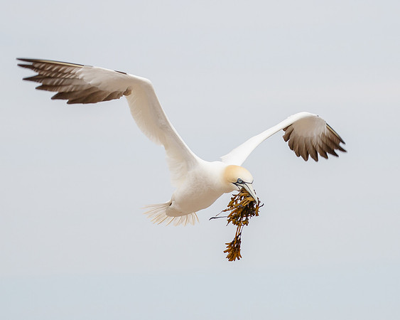 Northern Gannet, with nest material