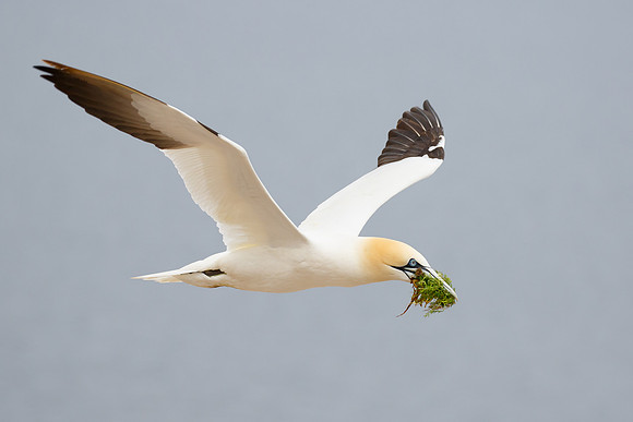 Northern Gannet, with nest material