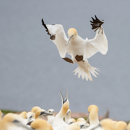 Northern Gannet
