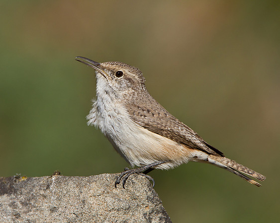 Rock Wren