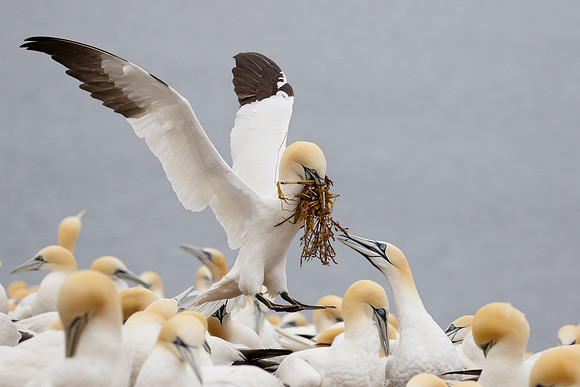 Northern Gannet, with nest material