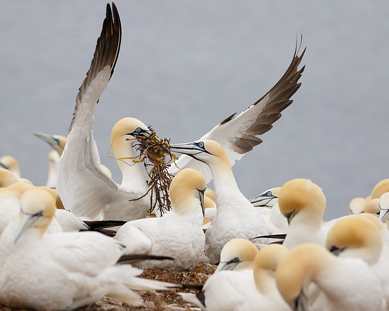 Northern Gannet, with nest material