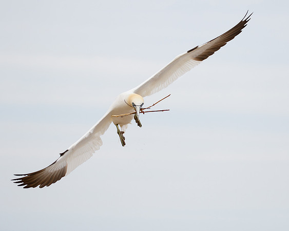 Northern Gannet, with nest material
