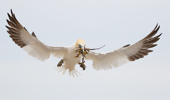 Northern Gannet, with nest material