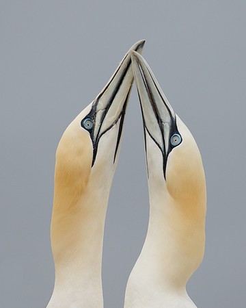 Northern Gannets, courtship