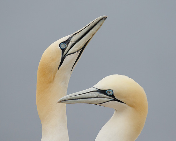 Northern Gannets, courtship