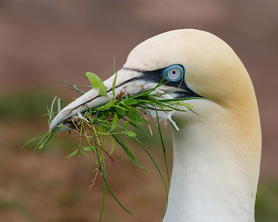 Northern Gannet, with nest material