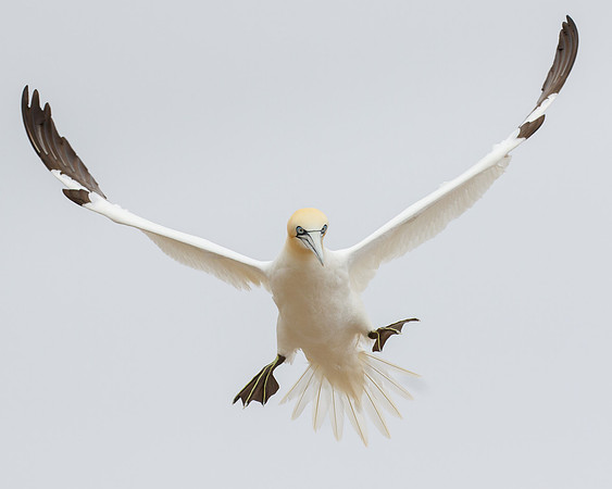 Northern Gannet