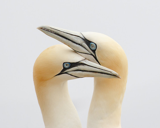Northern Gannets, courtship