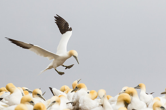 Northern Gannet