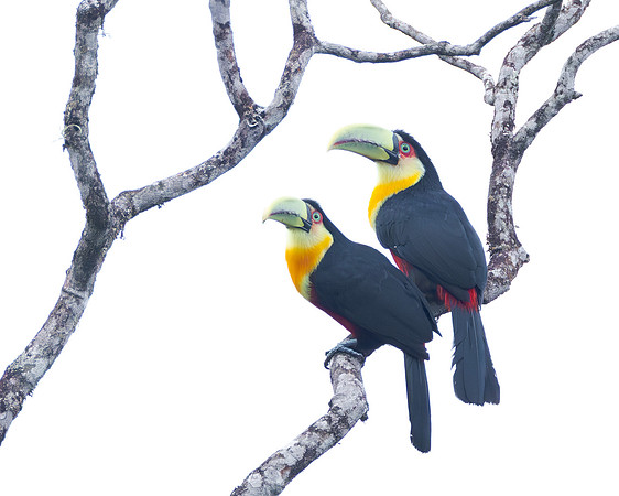Red-breasted Toucan