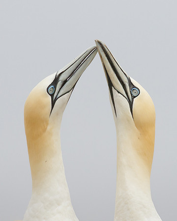 Northern Gannets, courtship