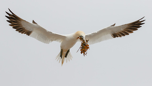 Northern Gannet, with nest material