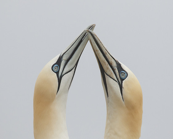 Northern Gannets, courtship