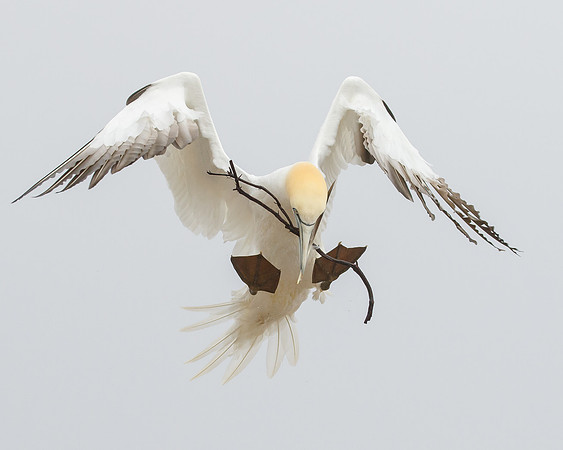 Northern Gannet, with nest material