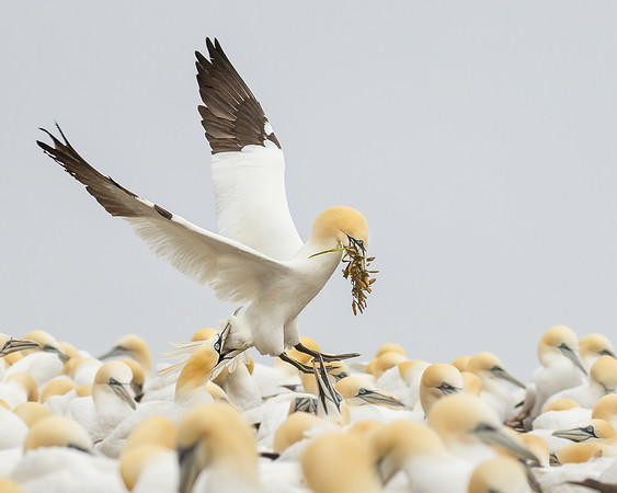 Northern Gannet, arriving with nest material as another nips at its tail