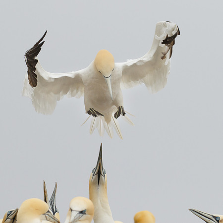 Northern Gannet
