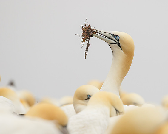Northern Gannet, with nest material