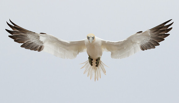 Northern Gannet