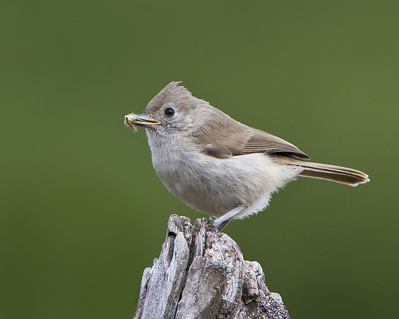 Oak Titmouse