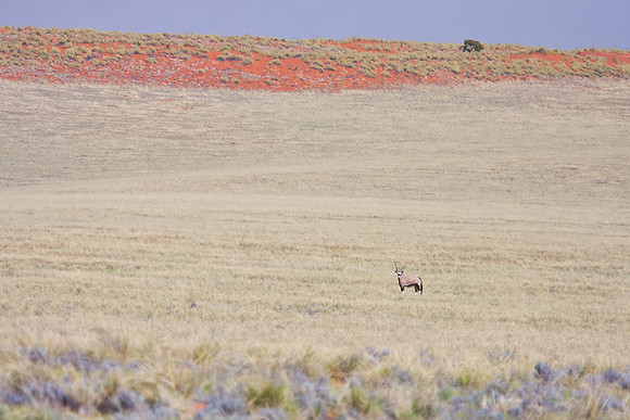 Gemsbok (Southern Oryx)