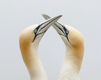 Northern Gannets, courtship