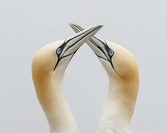 Northern Gannets, courtship