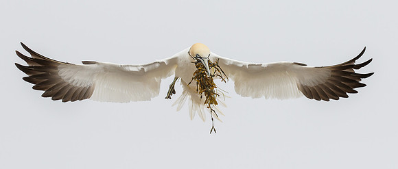 Northern Gannet, with nest material