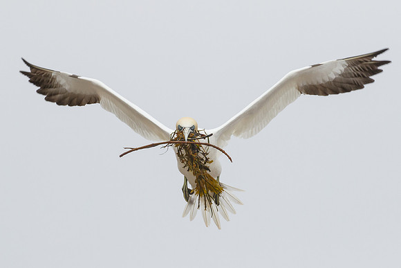 Northern Gannet, with nest material