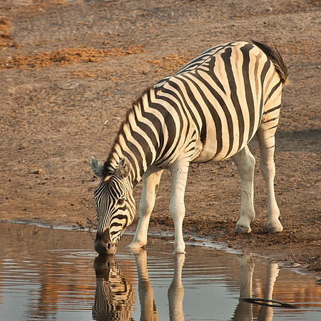 Burchell's Zebra