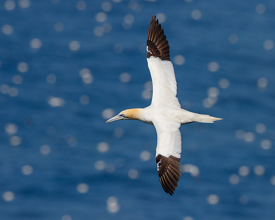 Northern Gannet