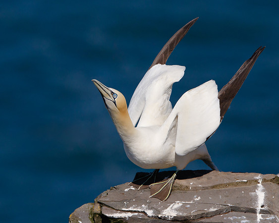 Northern Gannet