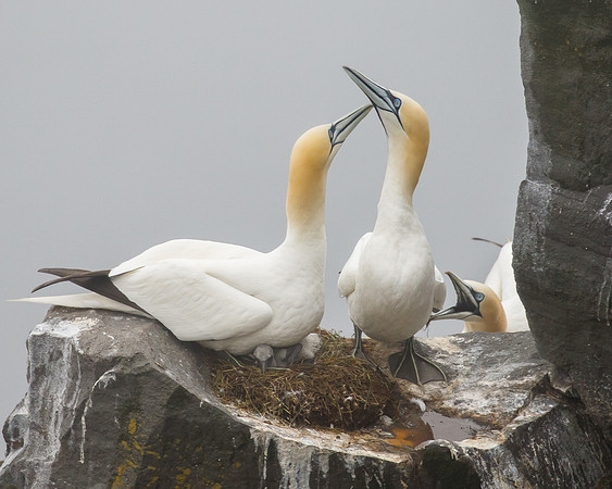 Northern Gannets, at nest with chick
