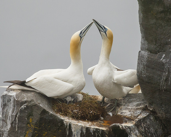 Northern Gannets, at nest with chick