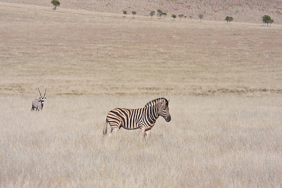 Zebra & Oryx