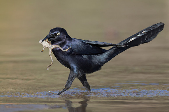 Great-tailed Grackle, with frog