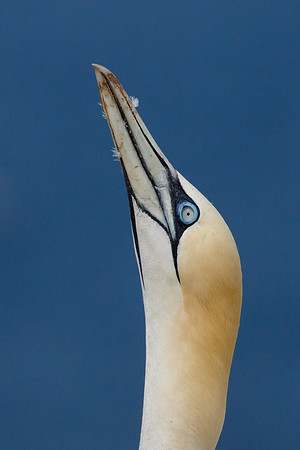 Northern Gannets, courtship