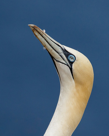 Northern Gannets, courtship