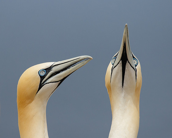 Northern Gannets, courtship