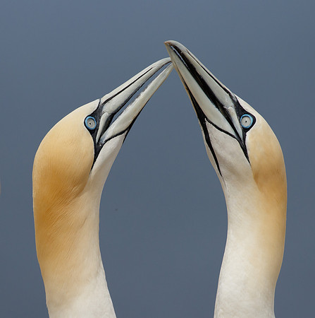 Northern Gannets, courtship