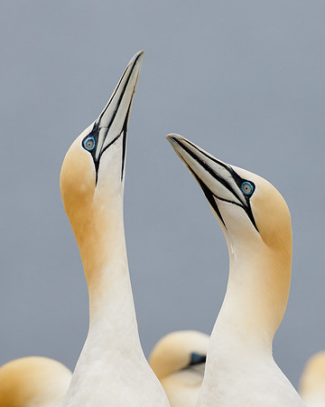 Northern Gannets, courtship