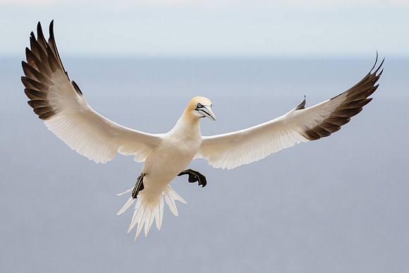 Northern Gannet