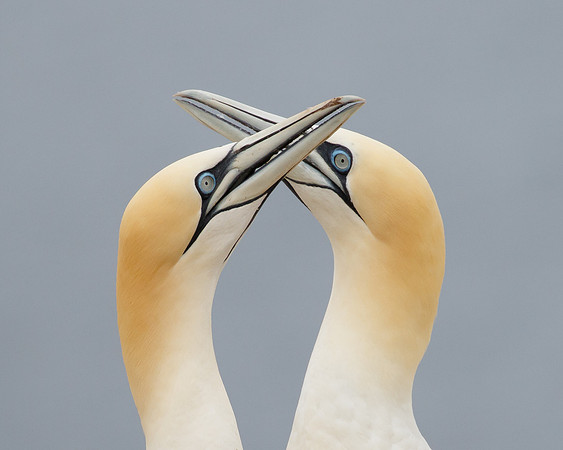 Northern Gannets, courtship