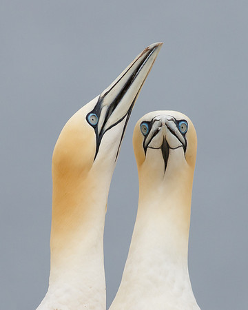 Northern Gannets, courtship